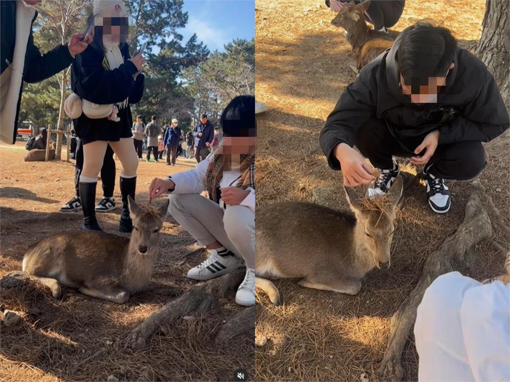 有影/台人「惡搞奈良鹿」!他嘻笑喊「拿賴打點火」…日網友開噴:沒家教