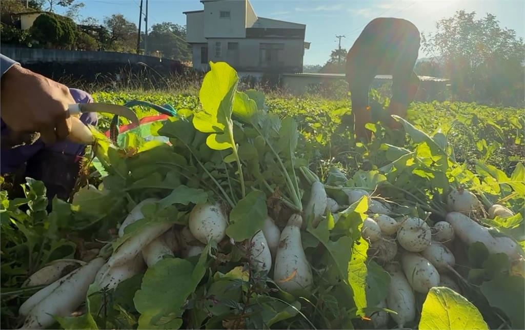 「金勾子蘿蔔」葉醃製　竹北限定「梅干扣肉」新風味