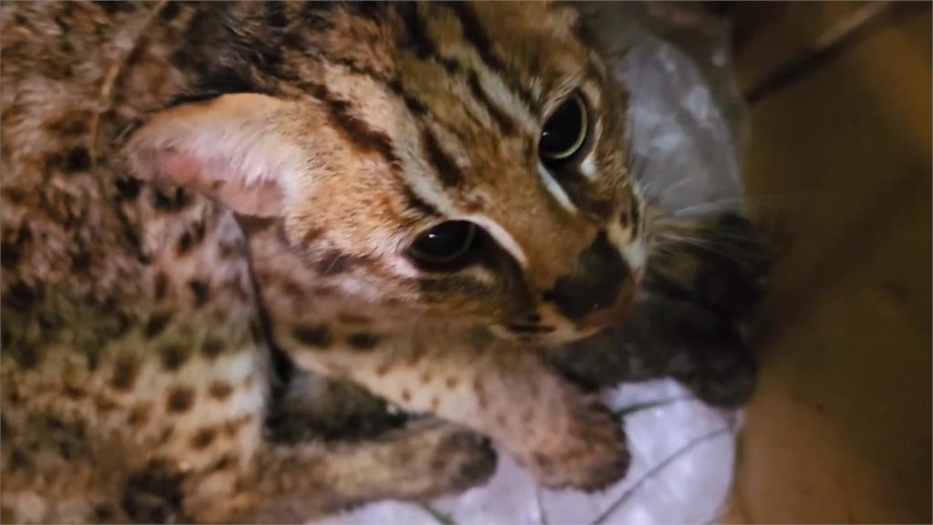 受傷小石虎誤闖農莊菇寮　脫臼失溫送醫搶救