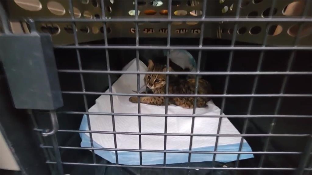 受傷小石虎誤闖農莊菇寮 脫臼失溫送醫搶救