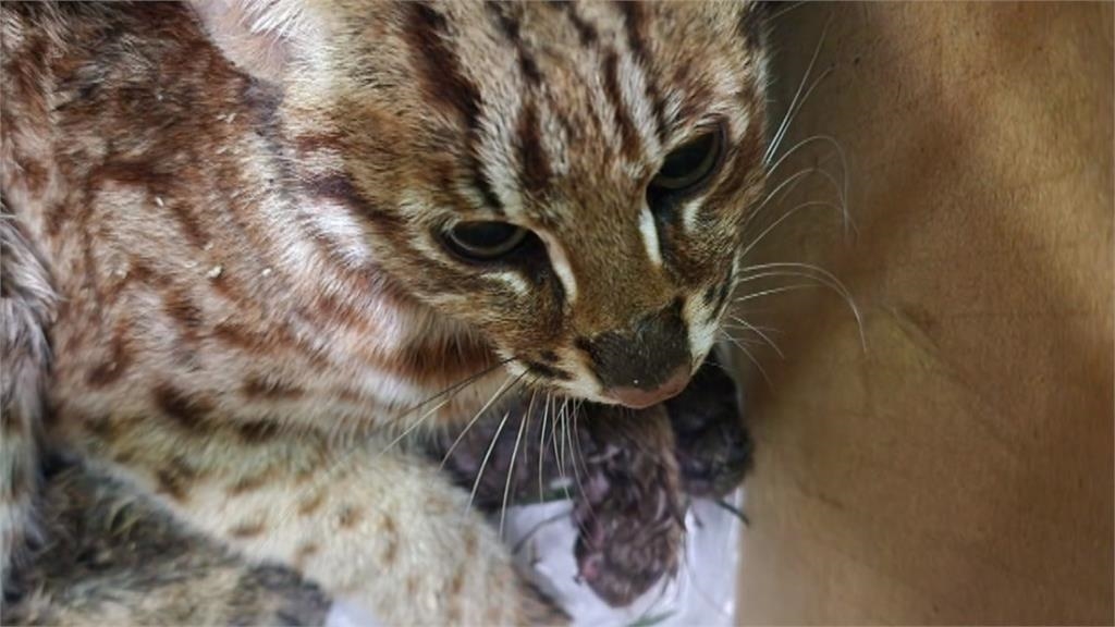 受傷小石虎誤闖農莊菇寮 脫臼失溫送醫搶救