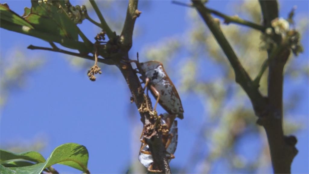 為何北海道很多旅館都會給客人「封箱膠帶」？用途曝光網友嚇到頭皮發麻