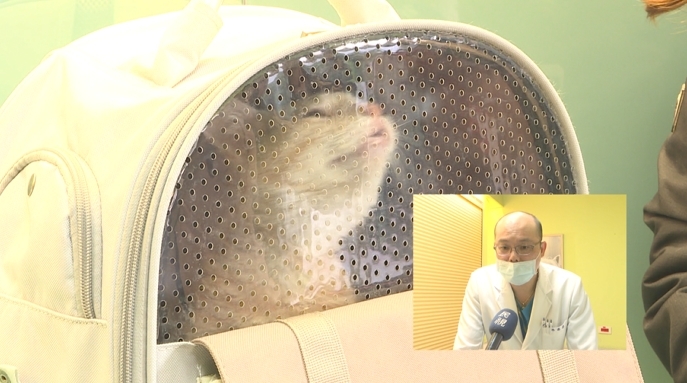 遛貓還是虐貓? 外籍男拉牽繩「拖行兩貓咪」