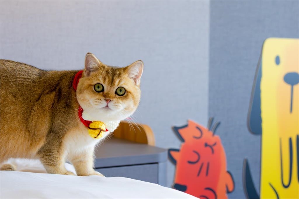 帶著毛孩一起睡!福容嘉義店「萌寵網美牆」超吸睛…墾丁店Villa3月買1送1