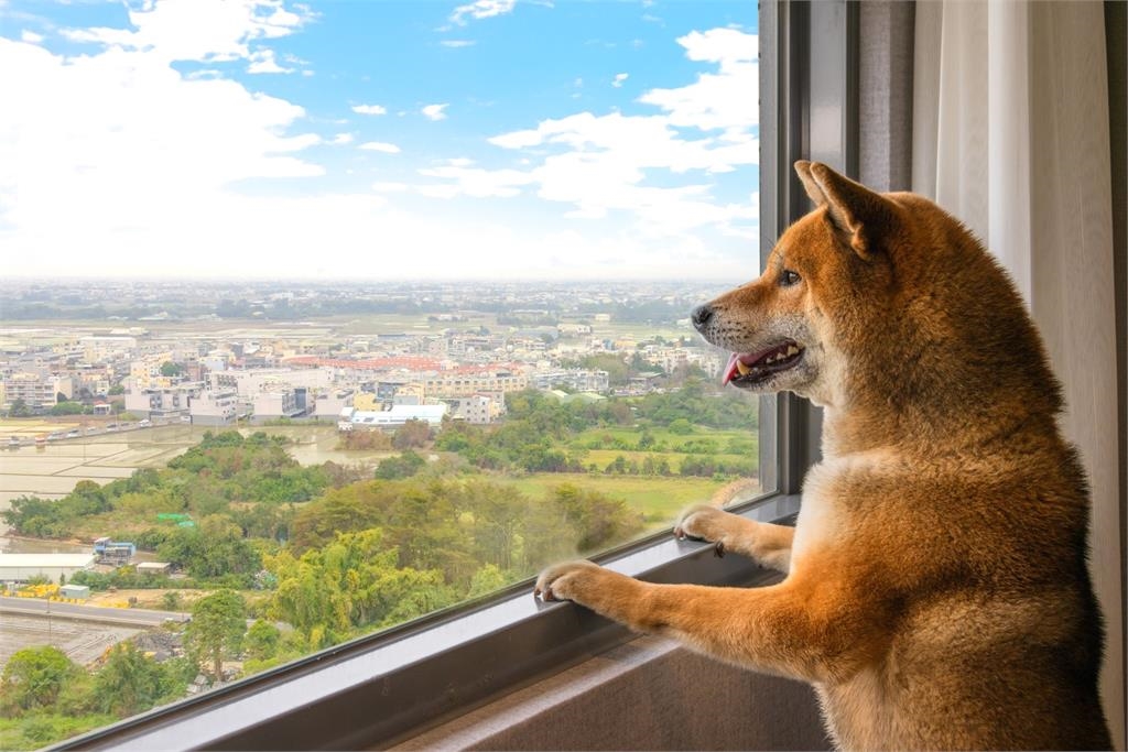 帶著毛孩一起睡!福容嘉義店「萌寵網美牆」超吸睛…墾丁店Villa3月買1送1