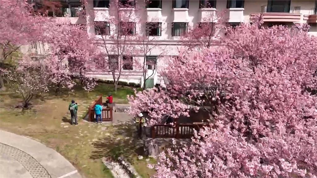 武陵農場開滿9成櫻花 交管延長一週籲賞花民眾多搭乘大眾運輸