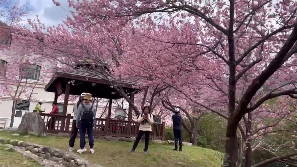 武陵農場開滿9成櫻花 交管延長一週籲賞花民眾多搭乘大眾運輸