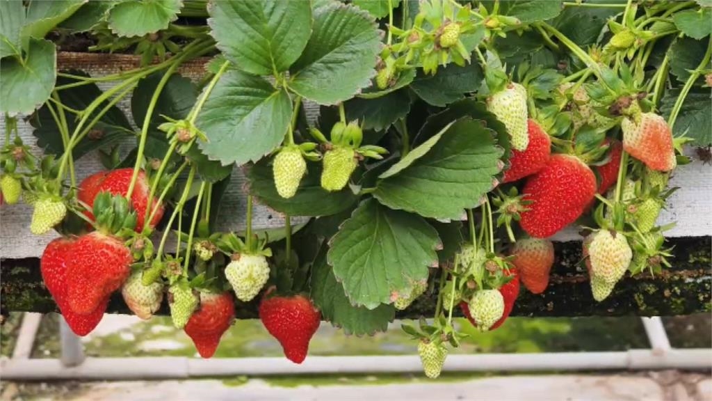 228連假來這裡!大湖採草莓正當時 銅鑼環保公園炮仗花盛放