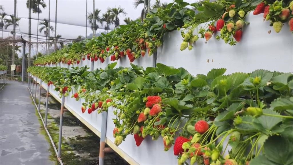 228連假來這裡!大湖採草莓正當時 銅鑼環保公園炮仗花盛放