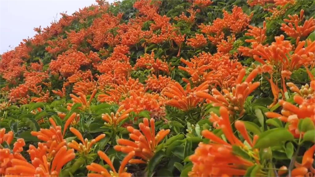 228連假來這裡!大湖採草莓正當時 銅鑼環保公園炮仗花盛放