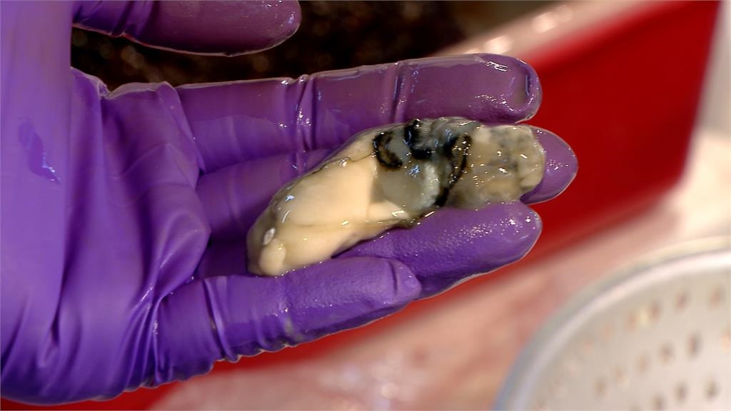 防中國蚵透過越南洗產地再輸入台灣　農業部將離島鮮蚵納管