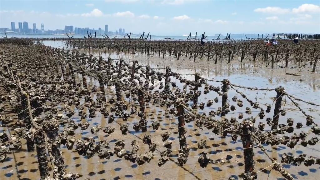 防中國蚵透過越南洗產地再輸入台灣　農業部將離島鮮蚵納管