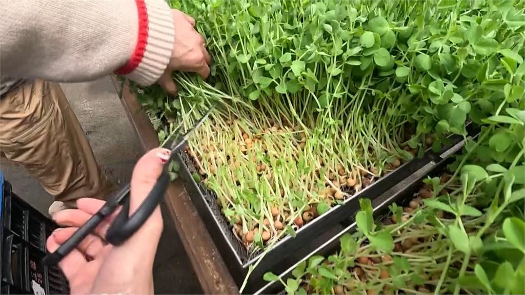 外景節目前進苗栗！　#-#楊繡惠拜師「芽菜達人」鬧笑話