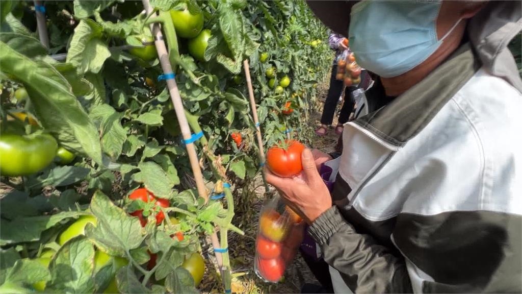 雲林「喜番生活節」登場! 湧千人採摘牛番茄