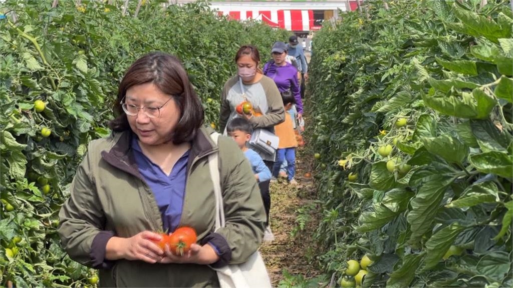 雲林「喜番生活節」登場! 湧千人採摘牛番茄