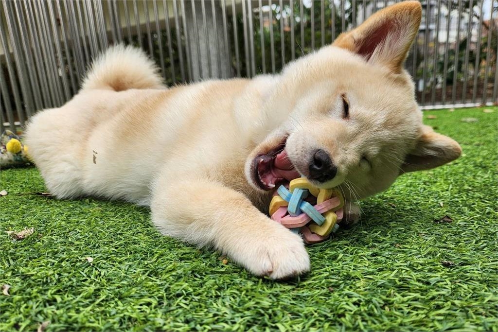 快新聞／愛狗人士照過來！新竹縣動保所釋出13隻柴犬供認養　注意事項看這裡