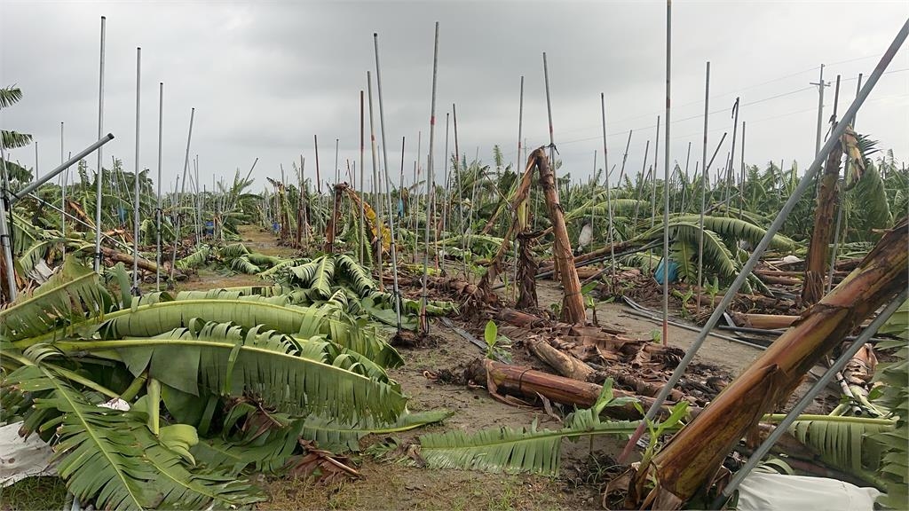 貴鬆鬆！香蕉一根均價飆破２０元　農會預估價格6月回穩