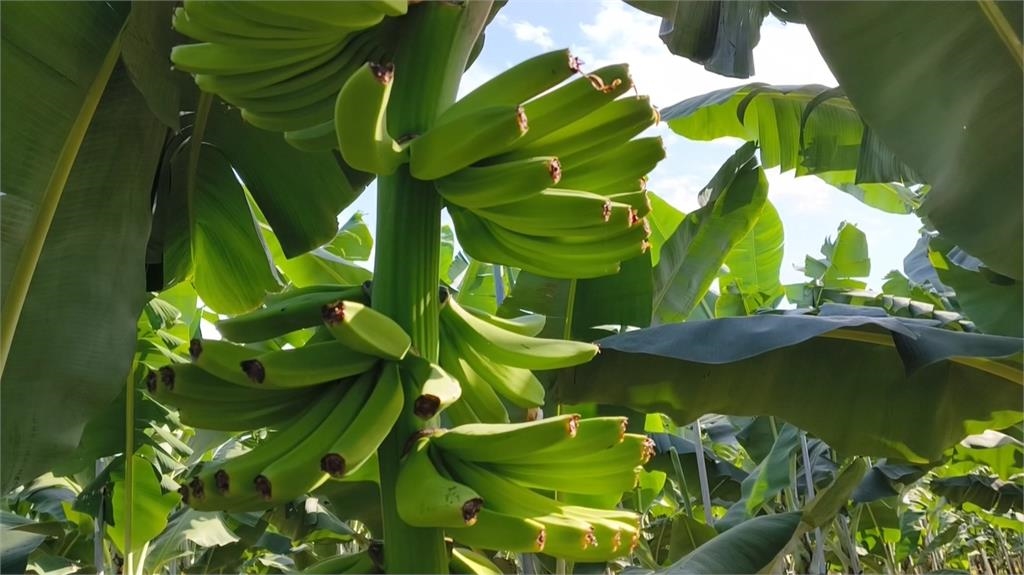 貴鬆鬆！香蕉一根均價飆破２０元　農會預估價格6月回穩