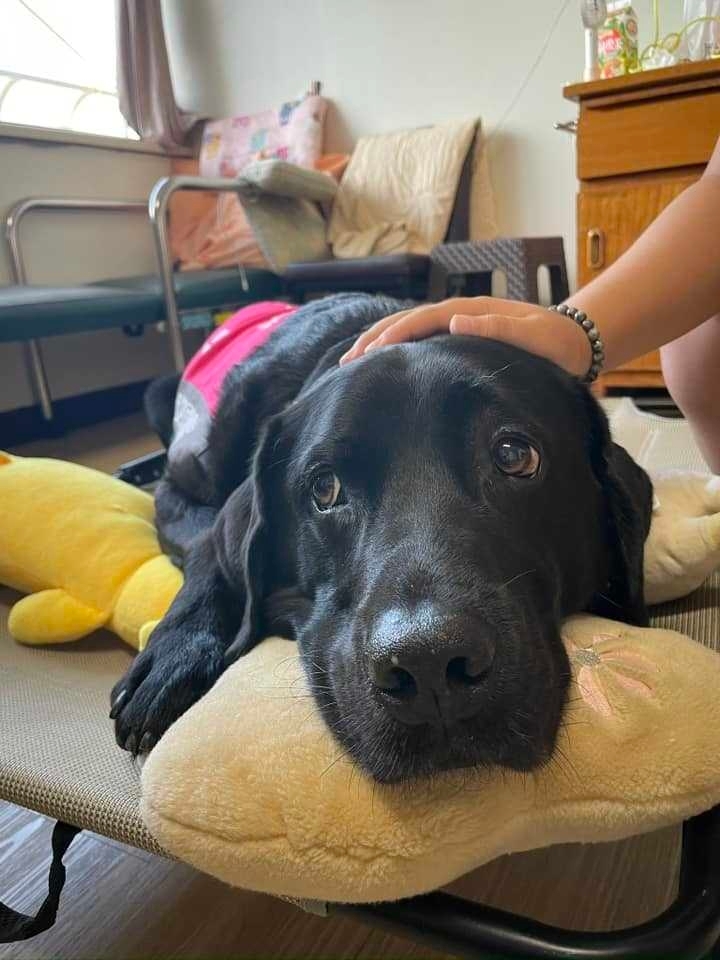 北榮治療犬「歐巴」將退休 小英自備牛肉乾探視慰勞