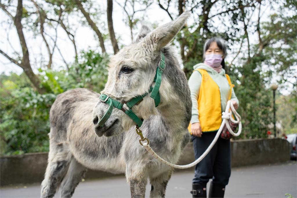 快新聞/遇見迷你馬、家驢的漫步時光! 園方推週一來逛台北動物園
