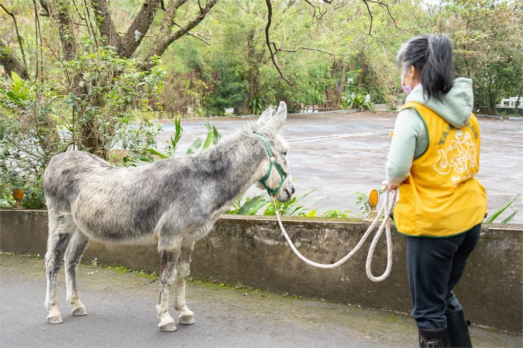 快新聞/遇見迷你馬、家驢的漫步時光! 園方推週一來逛台北動物園