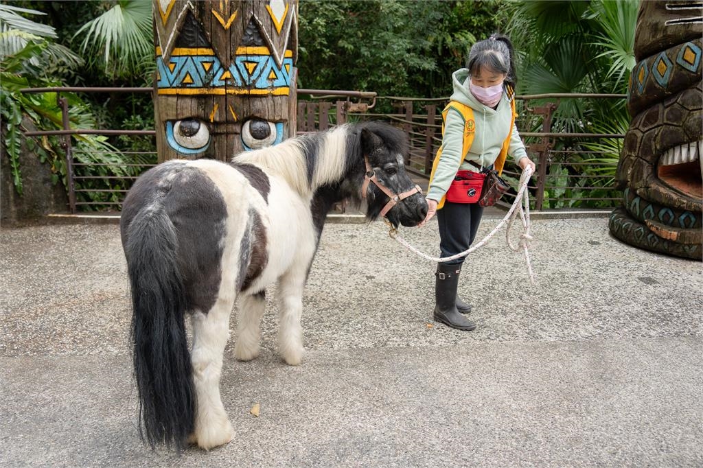 快新聞/遇見迷你馬、家驢的漫步時光! 園方推週一來逛台北動物園