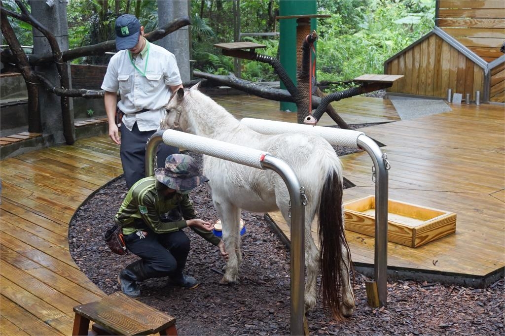 快新聞/遇見迷你馬、家驢的漫步時光! 園方推週一來逛台北動物園