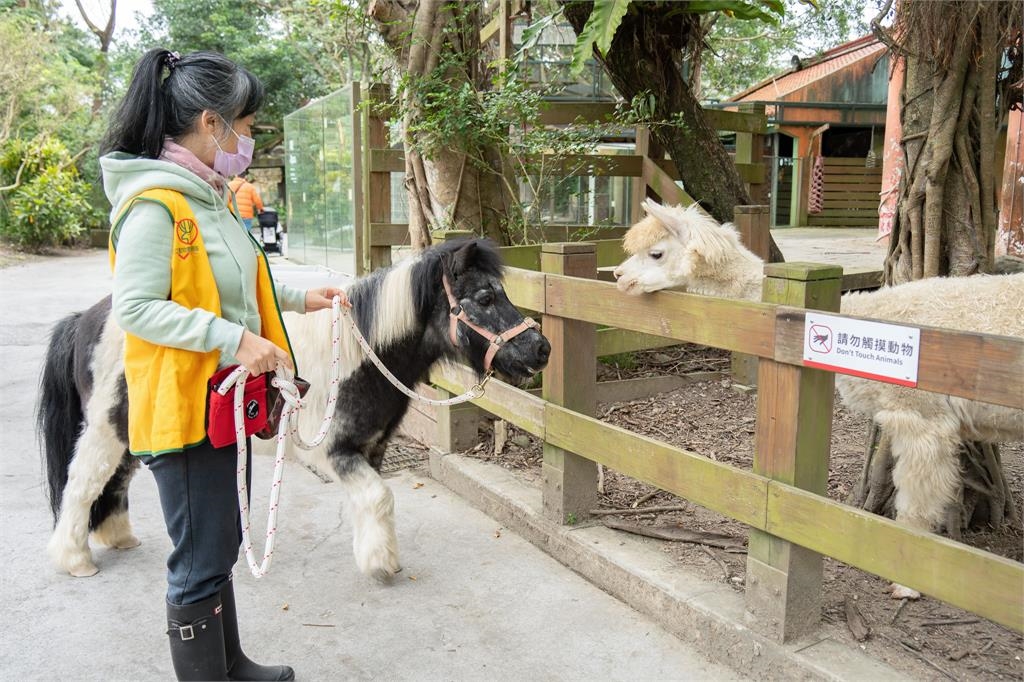快新聞/遇見迷你馬、家驢的漫步時光! 園方推週一來逛台北動物園