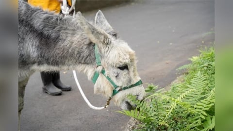 遇見迷你馬、家驢的漫步時光! 園方推週一來逛台北動物園