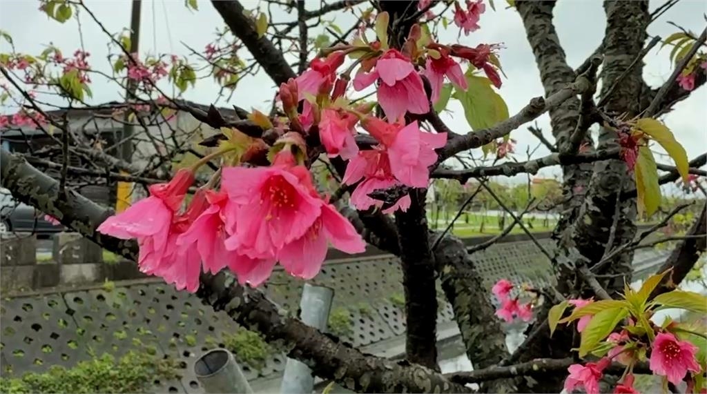 不必登高！宜蘭最美平地櫻花炸開　漫步櫻花樹下感受浪漫氛圍