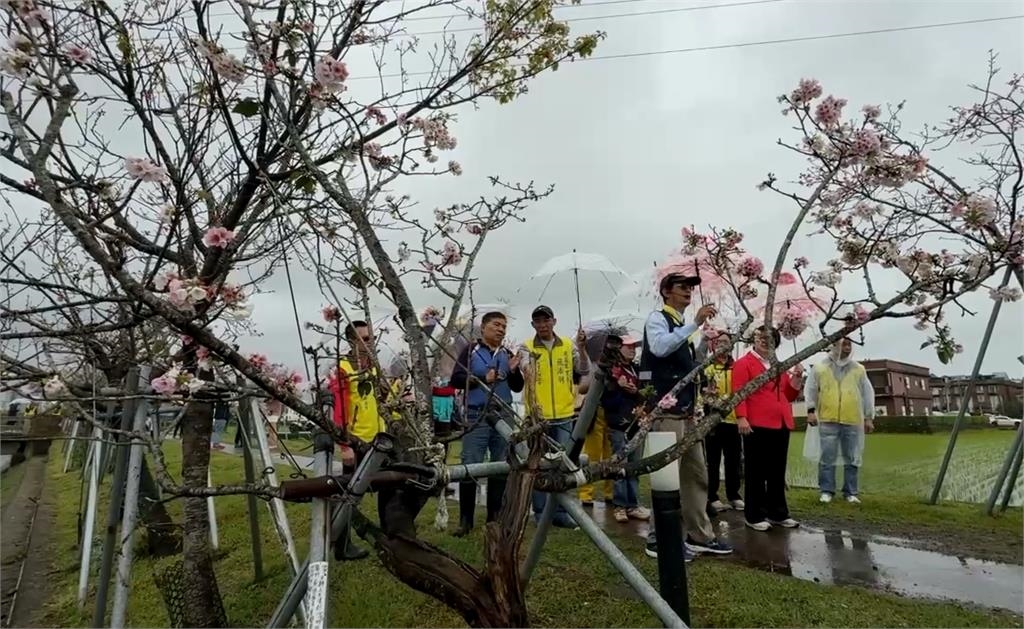 不必登高！宜蘭最美平地櫻花炸開　漫步櫻花樹下感受浪漫氛圍