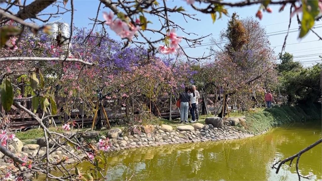 熱搜/彰化芬園平地櫻花 「上萬株齊放美景曝光」花期到三月底