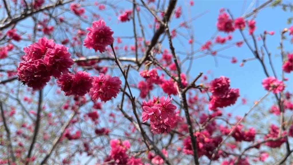 熱搜/彰化芬園平地櫻花 「上萬株齊放美景曝光」花期到三月底