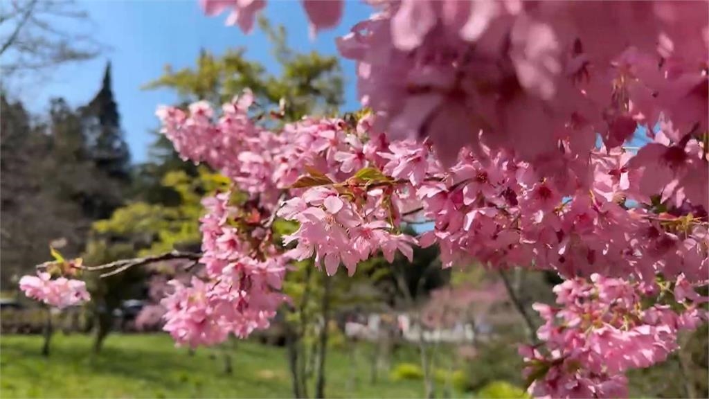 阿里山花季開跑 大批遊客搭小火車上山賞花