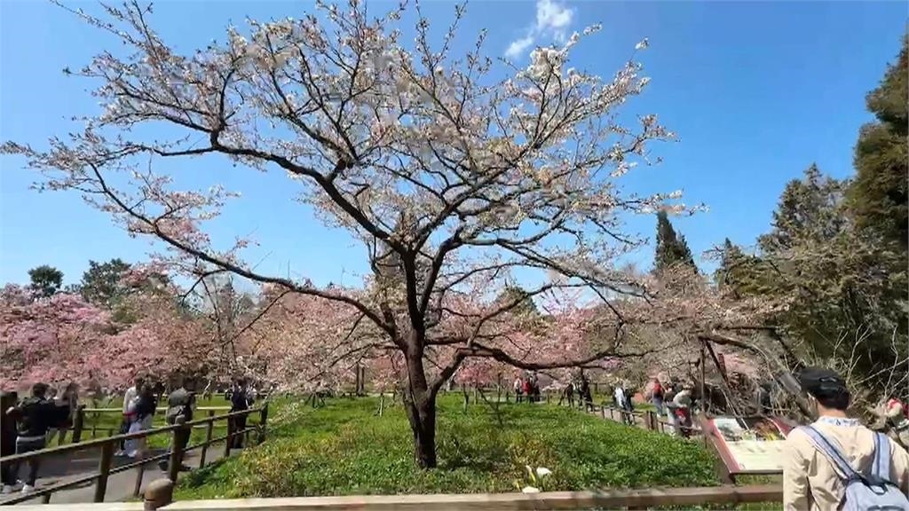 阿里山花季開跑 大批遊客搭小火車上山賞花