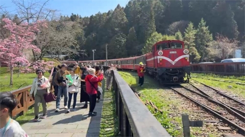 阿里山花季開跑 大批遊客搭小火車上山賞花