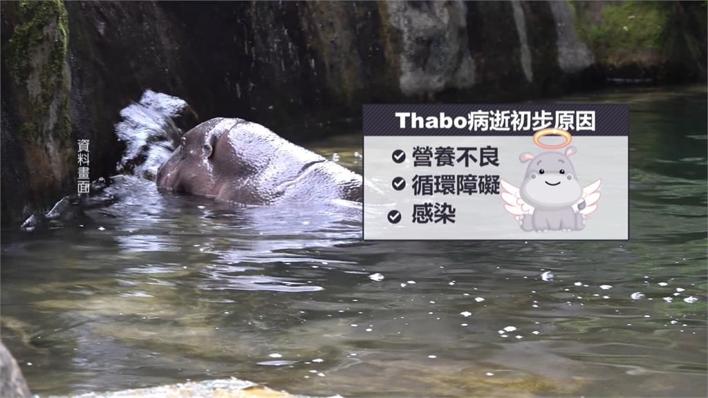 來台不到4個月！　侏儒河馬「Thabo」離世　照養團隊難過不已