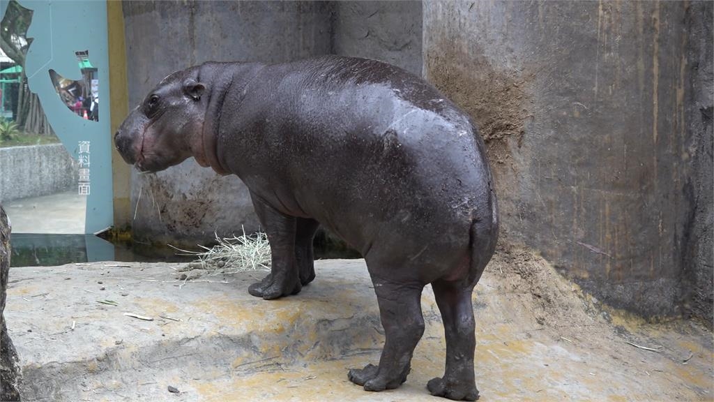 來台不到4個月！　侏儒河馬「Thabo」離世　照養團隊難過不已