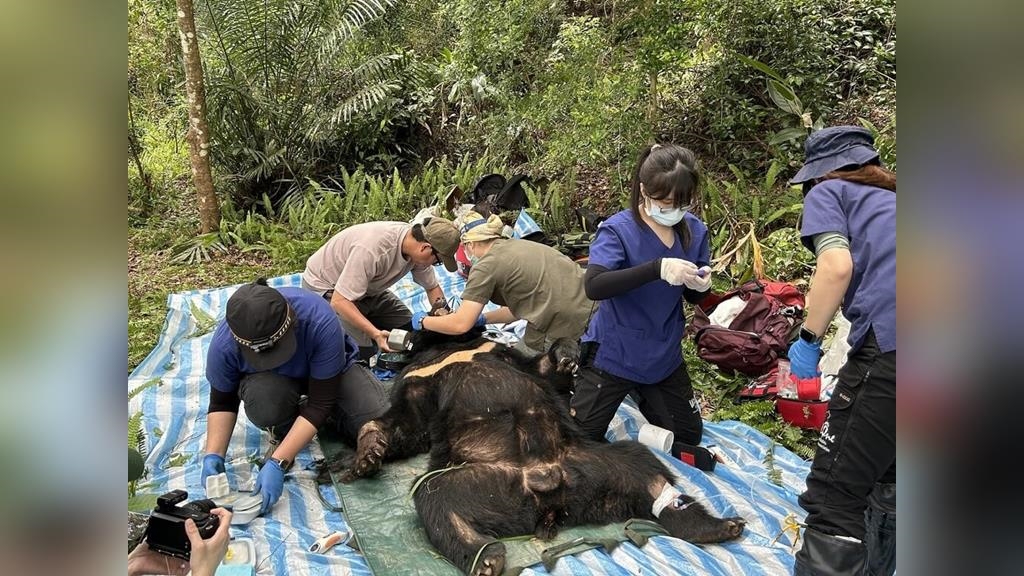 台灣黑熊花蓮野放後續滋擾雞舍　受困陷阱獲救援
