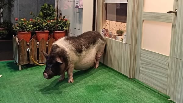 竹市明星豬遇車禍慘死街頭引熱議　飼主卻遭批：養當寵物為何不牽繩