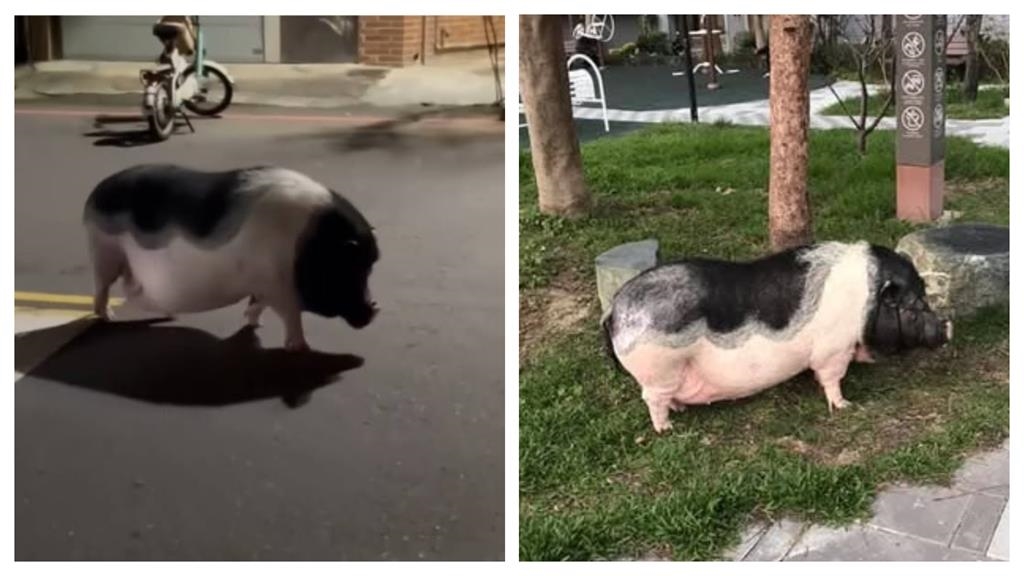 竹市明星豬遇車禍慘死街頭引熱議　飼主卻遭批：養當寵物為何不牽繩