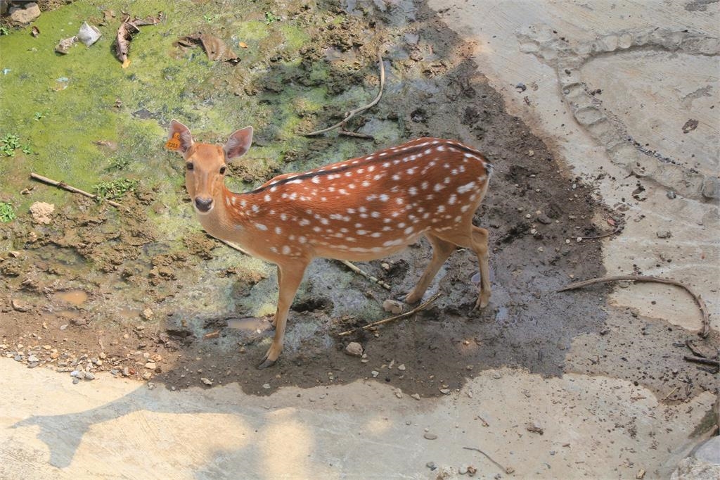 5.5億改建後竟太熱?壽山動物園挨批毛都吹光…議員建議搬去茂林