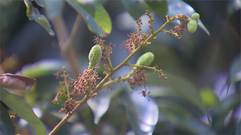 高雄玉荷包受低溫影響著果率低　農業部爭取現金救助