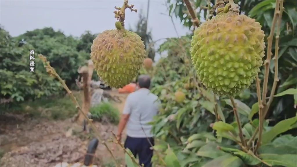 高雄玉荷包受低溫影響著果率低　農業部爭取現金救助