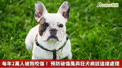 每年2萬人被狗咬傷！ 預防破傷風與狂犬病該這樣處理