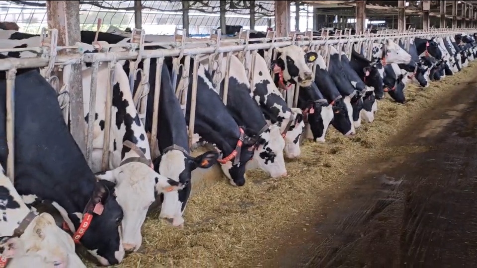 紐西蘭牛乳免關稅進口影響　台南牛肉湯漲聲響起