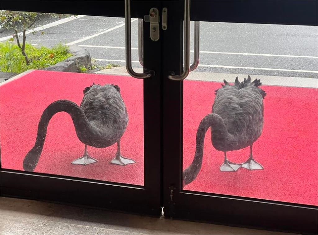 快新聞／太萌！武陵農場黑天鵝敲門「求餵餵」　清境農場派出貓皇「一較高下」