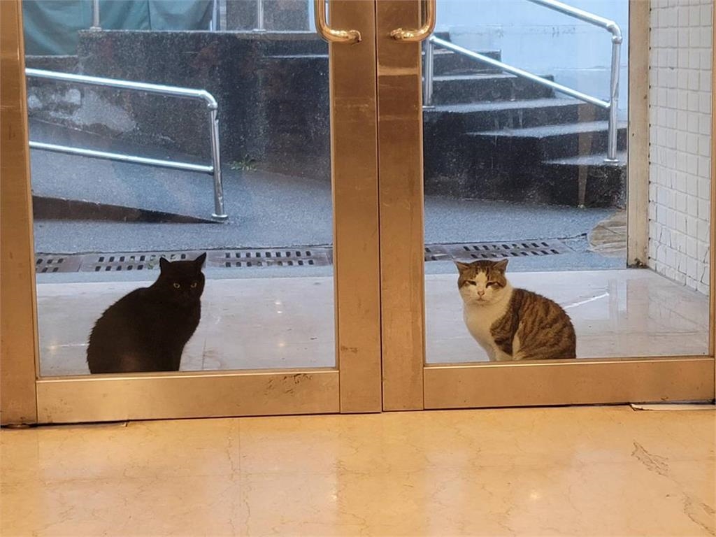 快新聞／太萌！武陵農場黑天鵝敲門「求餵餵」　清境農場派出貓皇「一較高下」