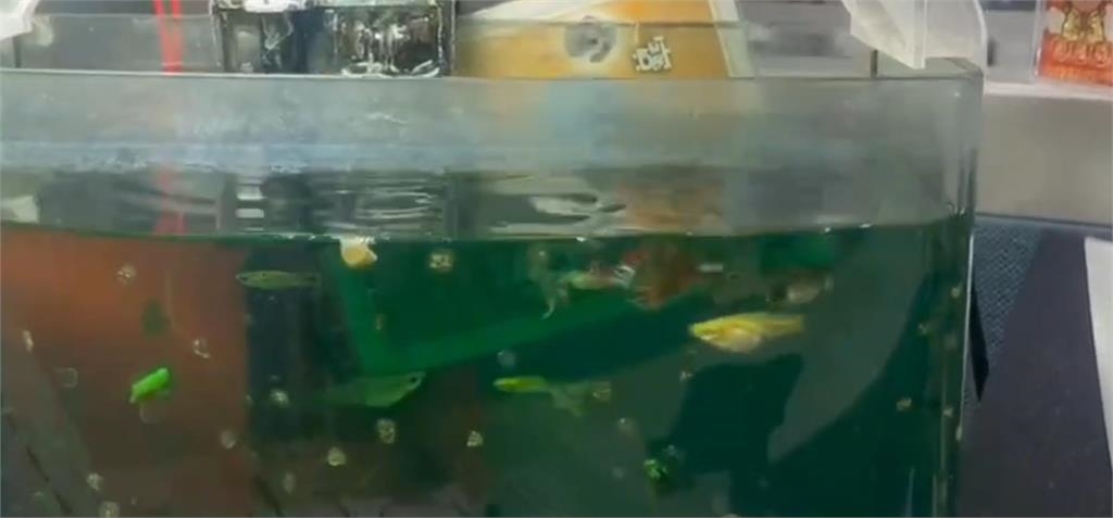 快新聞／09:53規模5.8地震！宜蘭震度達4級　盆栽、水缸「晃超大」畫面曝