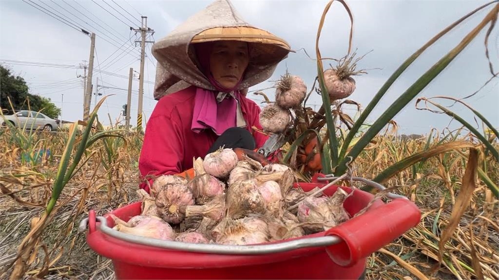 雲林蒜頭採收旺季! 產量較去年多1至2成、品質佳